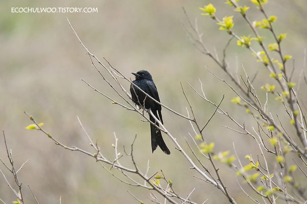 검은바람까마귀